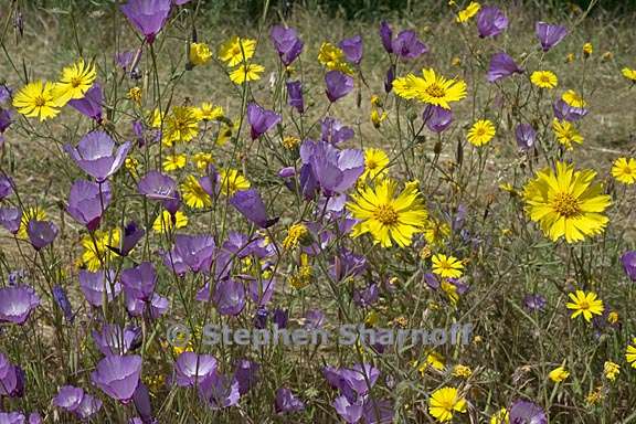 madia clarkia mix 1 graphic